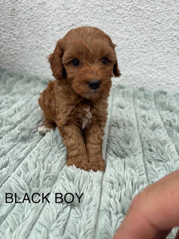 Cockapoo puppies for sale in Woodthorpe, Nottinghamshire – 9 weeks old - Image 2 of 3