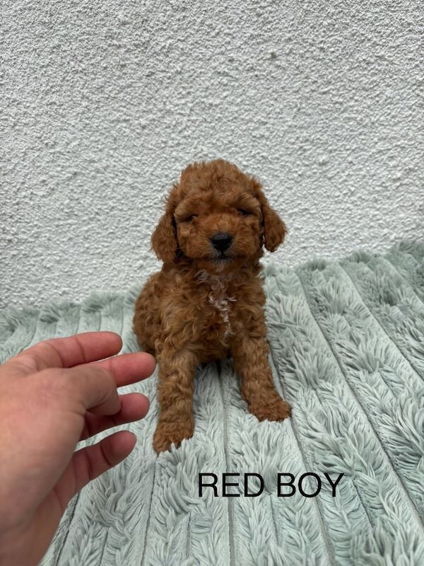 Cockapoo puppies for sale in Woodthorpe, Nottinghamshire – 9 weeks old - Image 3 of 3