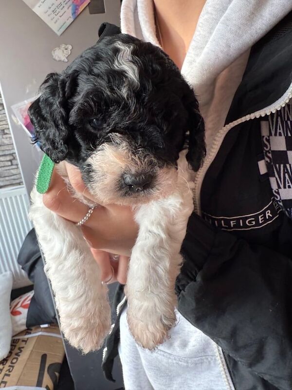 Cockapoo puppies for sale in Haverfordwest / Hwlffordd, Dyfed – 4 weeks old