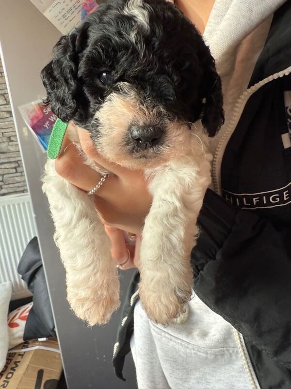 Cockapoo puppies for sale in Haverfordwest / Hwlffordd, Dyfed – 7 weeks old - Image 2 of 3