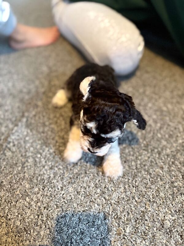 Cockapoo puppies for sale in Haverfordwest / Hwlffordd, Dyfed – 7 weeks old - Image 3 of 3