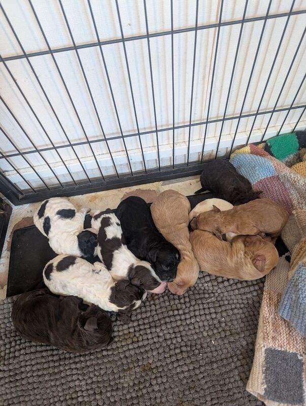 Cockapoo puppies for sale in Shildon, Durham – 8 weeks old