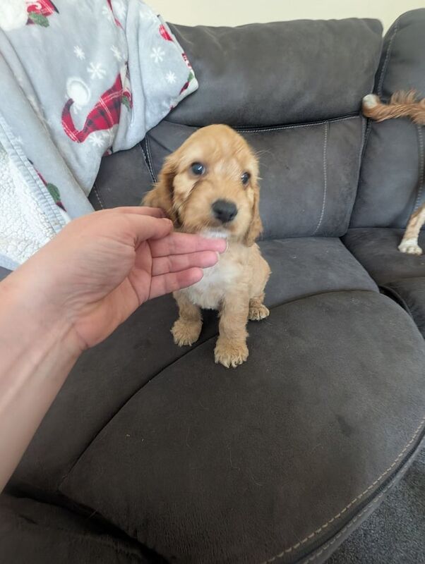Cockapoo puppies for sale in Shildon, Durham – 10 weeks old - Image 2 of 3