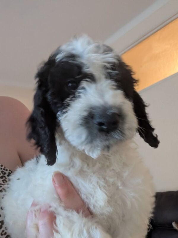 Cockapoo puppies for sale in Shildon, Durham – 10 weeks old - Image 3 of 3