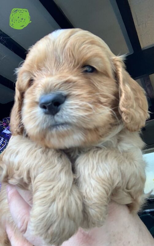 Cockapoo puppies for sale in Keighley, West Yorkshire – 6 weeks old