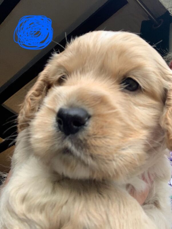 Cockapoo puppies for sale in Keighley, West Yorkshire – 8 weeks old - Image 2 of 3