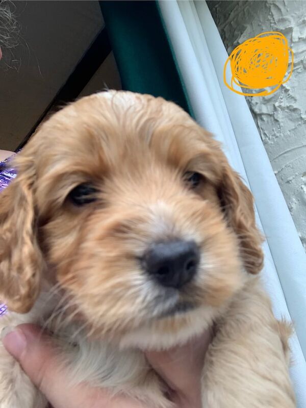 Cockapoo puppies for sale in Keighley, West Yorkshire – 8 weeks old - Image 3 of 3