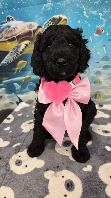 Cockapoo puppies for sale in Ballymena, County Antrim – 7 weeks old