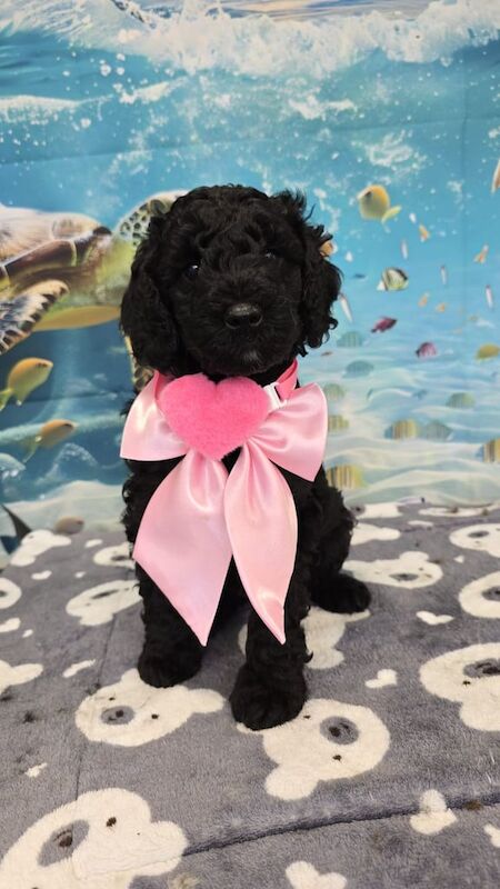 Cockapoo puppies for sale in Ballymena, County Antrim – 7 weeks old - Image 2 of 3