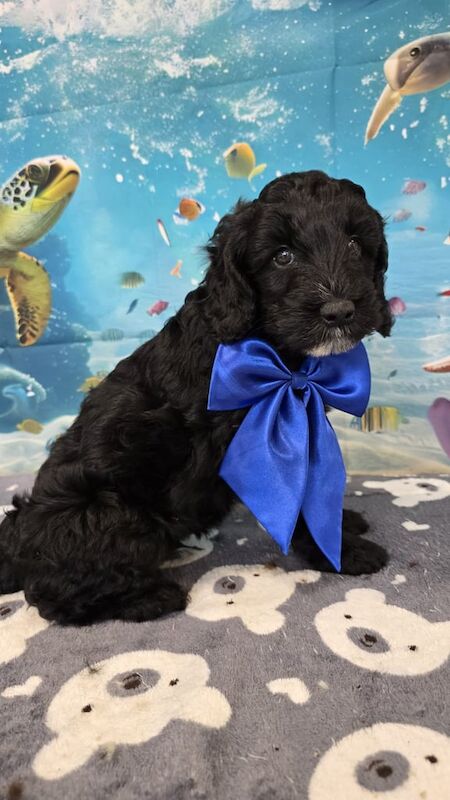 Cockapoo puppies for sale in Ballymena, County Antrim – 7 weeks old - Image 3 of 3