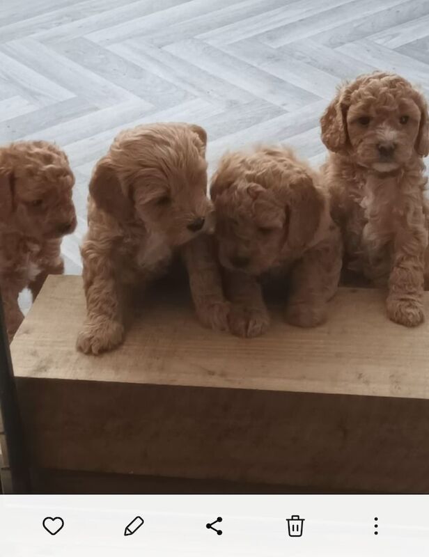 Cockapoo puppies for sale in Mickleover, Derbyshire – 6 weeks old