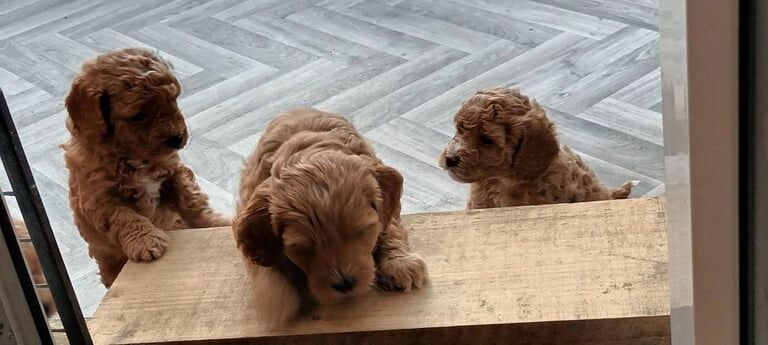 Cockapoo puppies for sale in Mickleover, Derbyshire – 6 weeks old - Image 2 of 3