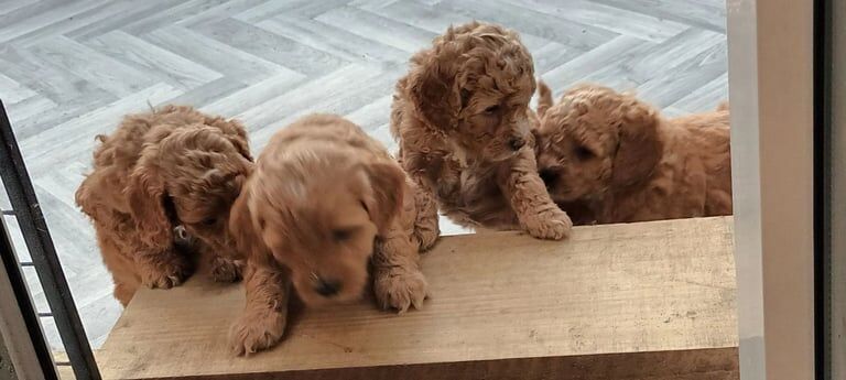 Cockapoo puppies for sale in Mickleover, Derbyshire – 6 weeks old - Image 3 of 3
