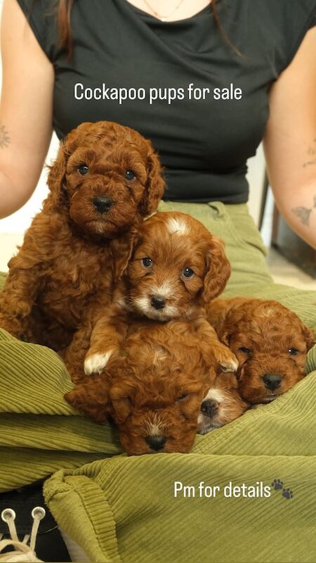 Cockapoo puppies for sale in Armagh, County Armagh – 4 weeks old