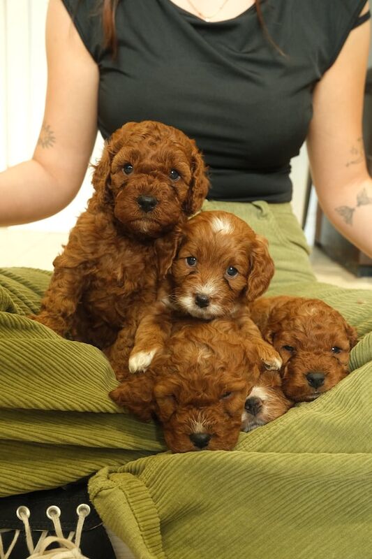 Cockapoo puppies for sale in Armagh, County Armagh – 4 weeks old - Image 2 of 3
