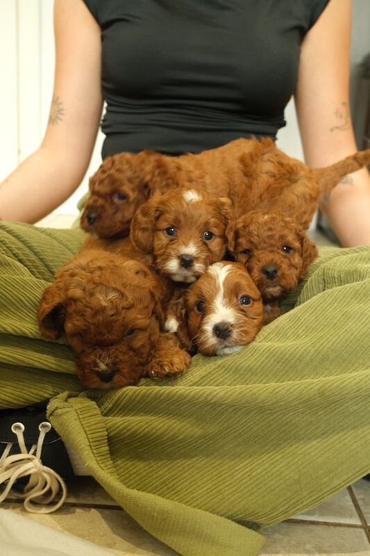 Cockapoo puppies for sale in Armagh, County Armagh – 4 weeks old - Image 3 of 3