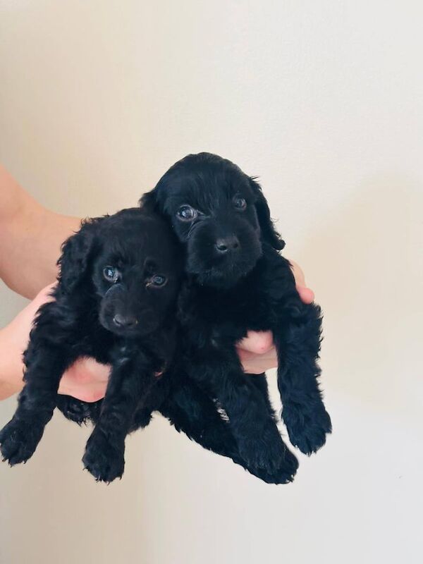 Cockapoo puppies for sale in Ilford, Greater London – 9 weeks old