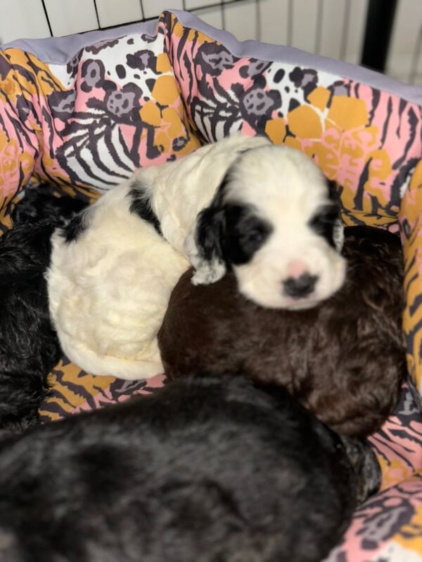 Cockapoo puppies for sale in Carlton in Lindrick, Nottinghamshire – 4 weeks old