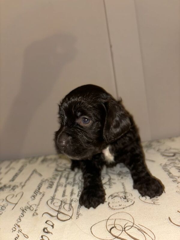 Cockapoo puppies for sale in Carlton in Lindrick, Nottinghamshire – 4 weeks old - Image 2 of 3
