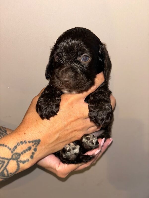 Cockapoo puppies for sale in Carlton in Lindrick, Nottinghamshire – 4 weeks old - Image 3 of 3