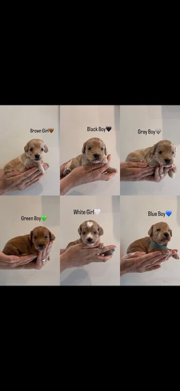 Cockapoo puppies for sale in Chatham, Kent – KC registered, 9 weeks old