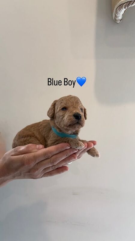 Cockapoo puppies for sale in Chatham, Kent – KC registered, 9 weeks old - Image 2 of 3
