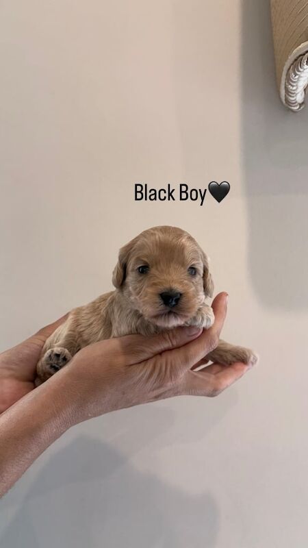 Cockapoo puppies for sale in Chatham, Kent – KC registered, 9 weeks old - Image 3 of 3