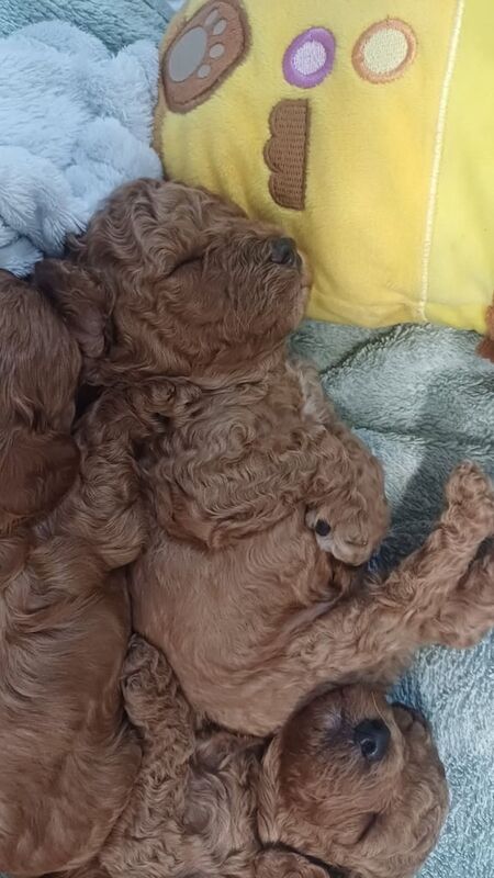 Cockapoo puppies for sale in Durham, Durham – 3 weeks old