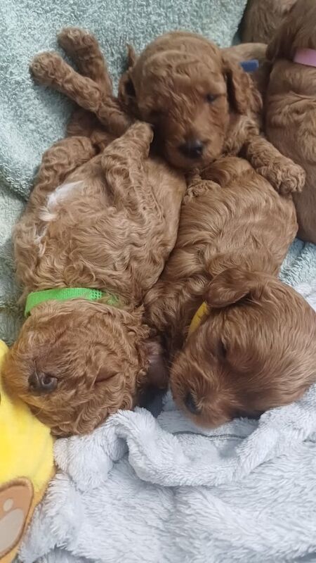 Cockapoo puppies for sale in Durham, Durham – 3 weeks old - Image 2 of 3