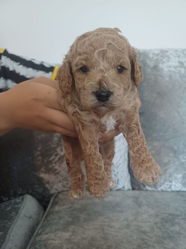 Cockapoo puppies for sale in Durham, Durham – 3 weeks old - Image 3 of 3