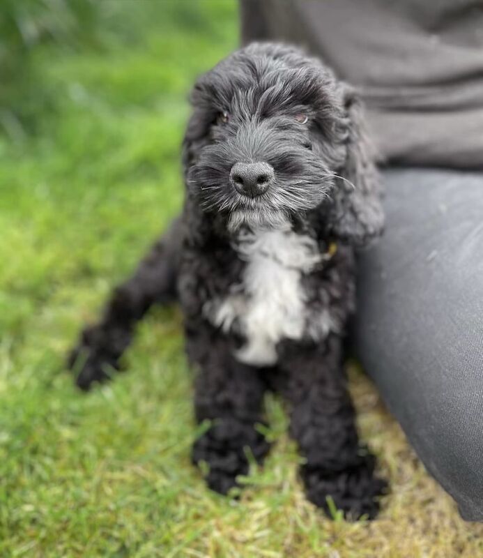Cockapoo puppies for sale in Chingford, Greater London – 9 weeks old - Image 2 of 3