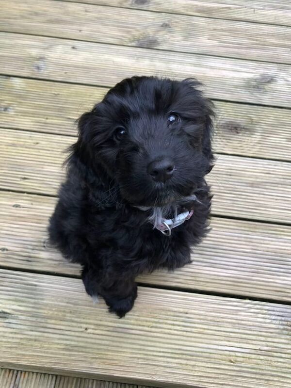 Cockapoo puppies for sale in Chingford, Greater London – 9 weeks old - Image 3 of 3
