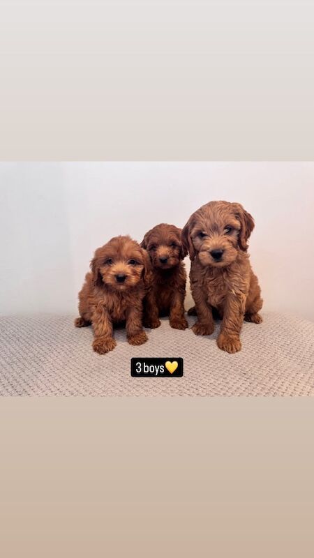 Cockapoo puppies for sale in Swansea / Abertawe, West Glamorgan – 8 weeks old