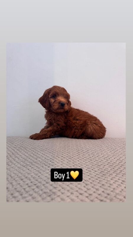 Cockapoo puppies for sale in Swansea / Abertawe, West Glamorgan – 8 weeks old - Image 2 of 3