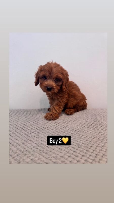 Cockapoo puppies for sale in Swansea / Abertawe, West Glamorgan – 8 weeks old - Image 3 of 3