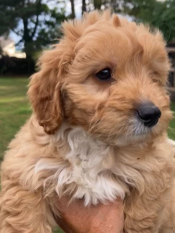 Cockapoo puppies for sale in Bishop Auckland, Durham – 9 weeks old