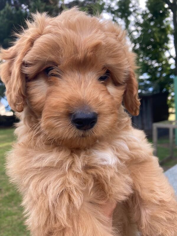 Cockapoo puppies for sale in Bishop Auckland, Durham – 9 weeks old - Image 2 of 2