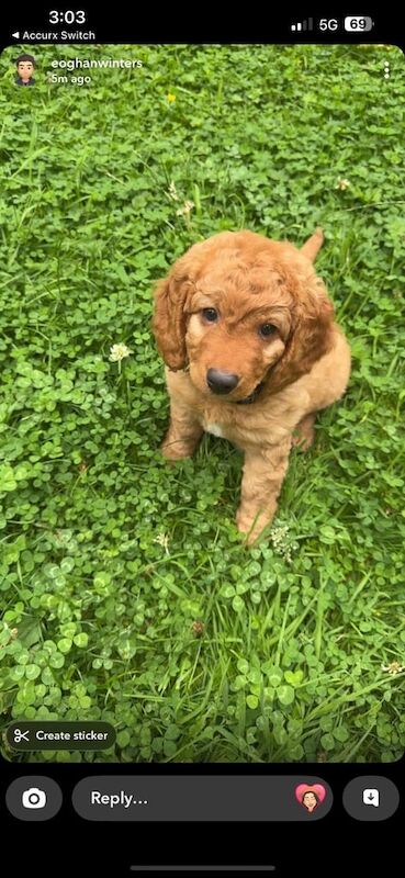 Cockapoo puppies for sale in Armagh, County Armagh – 8 weeks old - Image 2 of 3