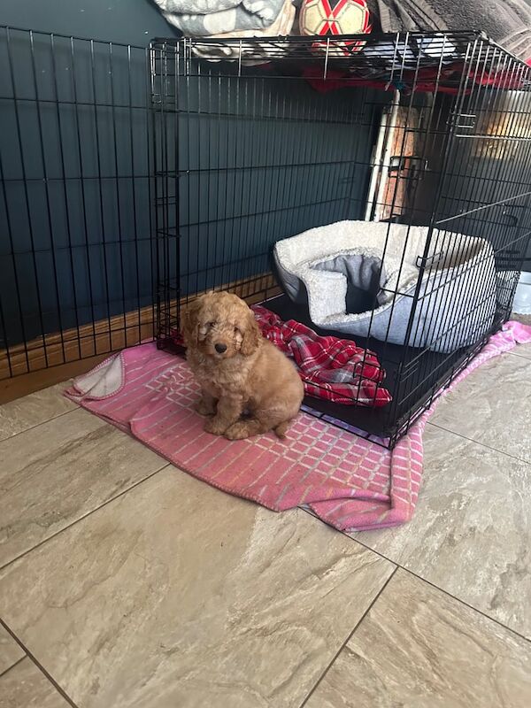 Cockapoo puppies for sale in Armagh, County Armagh – 8 weeks old - Image 3 of 3