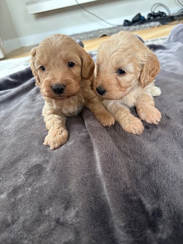Cockapoo puppies for sale in Gloucester, Gloucestershire – 5 weeks old