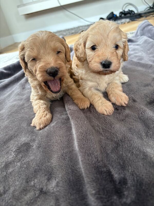 Cockapoo puppies for sale in Gloucester, Gloucestershire – 5 weeks old - Image 2 of 3