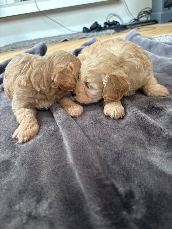 Cockapoo puppies for sale in Gloucester, Gloucestershire – 5 weeks old - Image 3 of 3