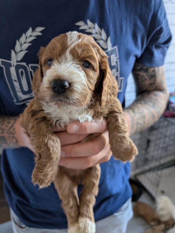 Cockapoo puppies for sale in Witham, Essex – 8 weeks old