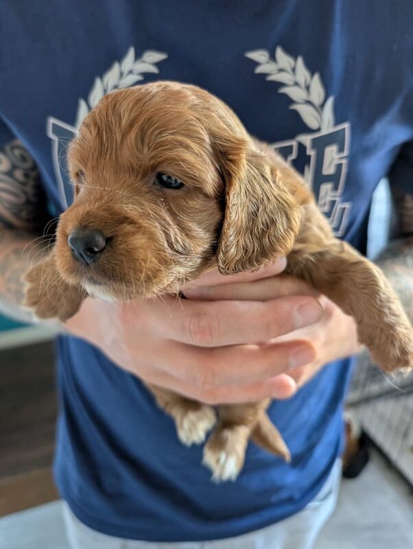Cockapoo puppies for sale in Witham, Essex – 8 weeks old - Image 2 of 3
