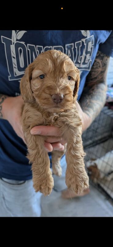 Cockapoo puppies for sale in Witham, Essex – 8 weeks old - Image 3 of 3