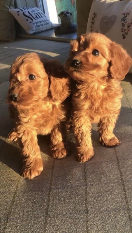 Cockapoo puppies for sale in Crumlin, County Antrim – 9 weeks old