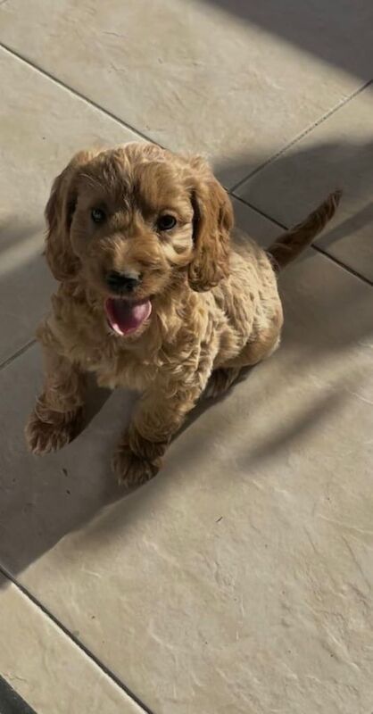 Cockapoo puppies for sale in Crumlin, County Antrim – 9 weeks old - Image 2 of 3