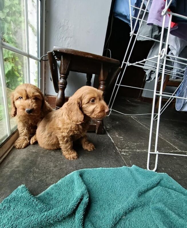 Cockapoo puppies for sale in Crumlin, County Antrim – 9 weeks old - Image 3 of 3