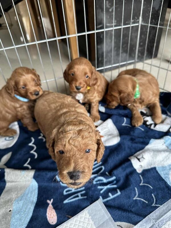Cockapoo puppies for sale in Portadown, County Armagh – 4 weeks old