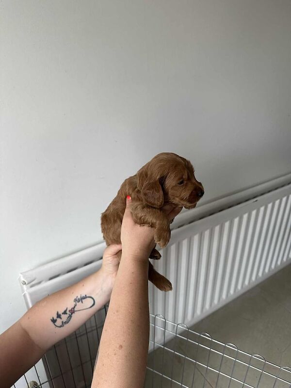 Cockapoo puppies for sale in Portadown, County Armagh – 4 weeks old - Image 3 of 3